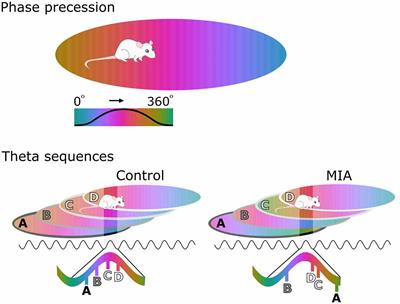 Disorganization of Oscillatory Activity in Animal Models of Schizophrenia